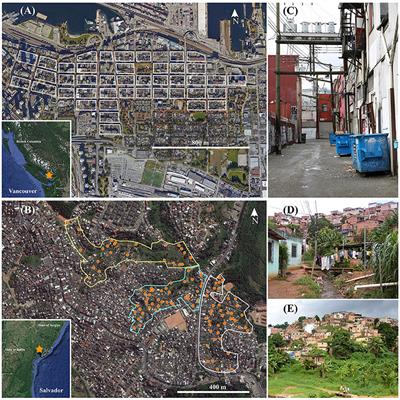 Tails of Two Cities: Age and Wounding Are Associated With Carriage of Leptospira interrogans by Norway Rats (Rattus norvegicus) in Ecologically Distinct Urban Environments